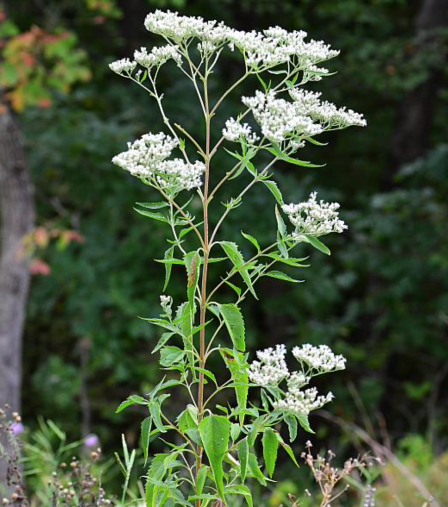 Late Boneset Lia S Garden At Commonwealth