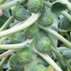Brussel Sprouts