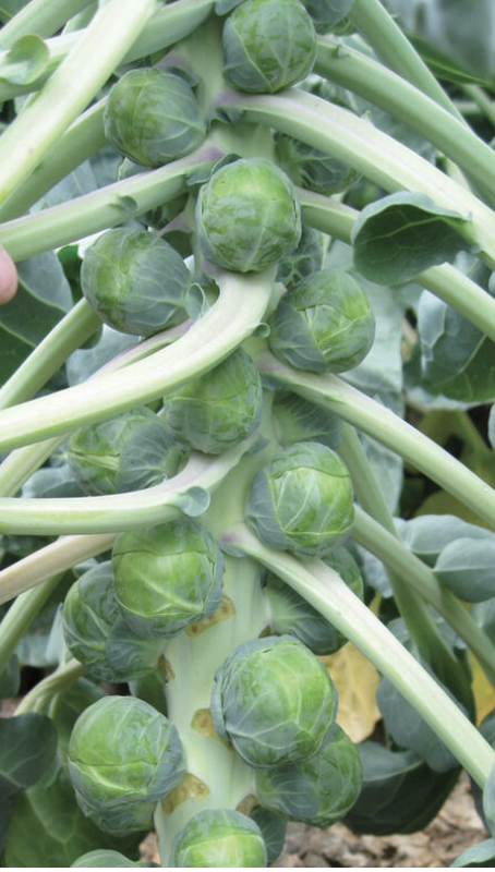 Brussel Sprouts